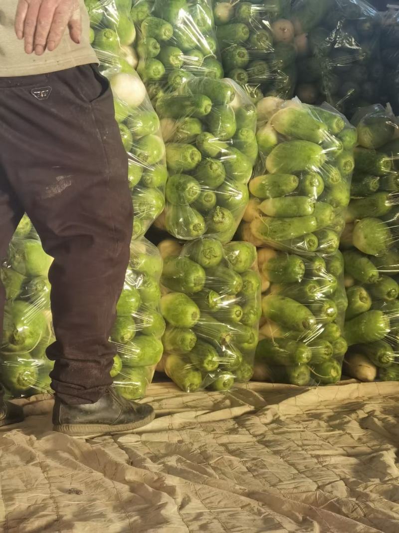 青萝卜个头均匀颜色鲜艳可水洗做各种包装产地直发
