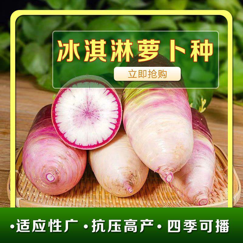 冰淇淋甜心萝卜种子生吃香甜脆爽肉质白里透紫红水果萝卜种孑