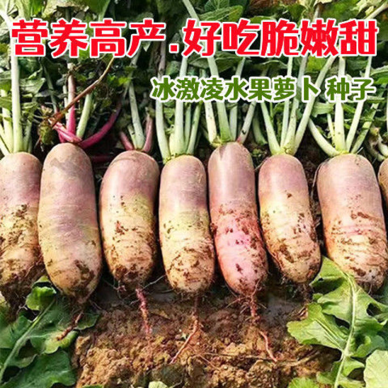 冰淇淋甜心萝卜种子生吃香甜脆爽肉质白里透紫红水果萝卜种孑