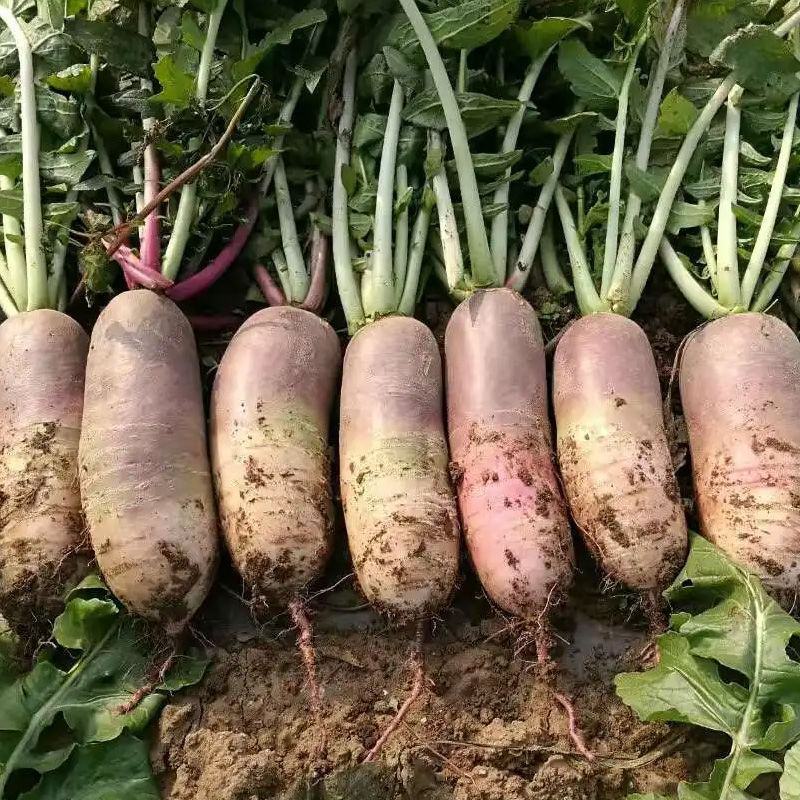 冰淇淋甜心萝卜种子生吃香甜脆爽肉质白里透紫红水果萝卜种孑