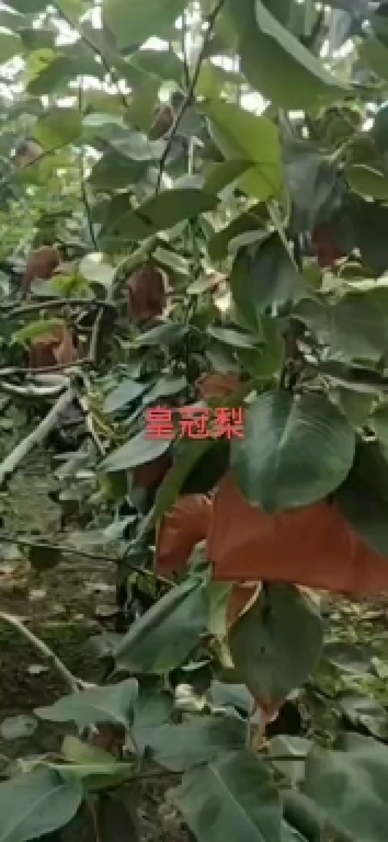 清苑区皇冠梨，绿色食品，崩甜，拉一回想二回