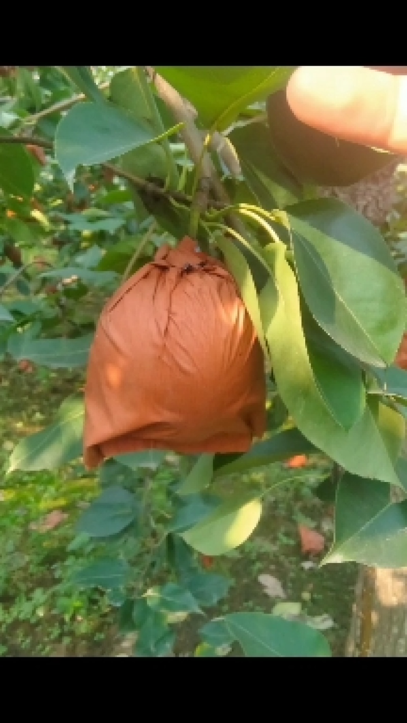 清苑区皇冠梨，绿色食品，崩甜，拉一回想二回