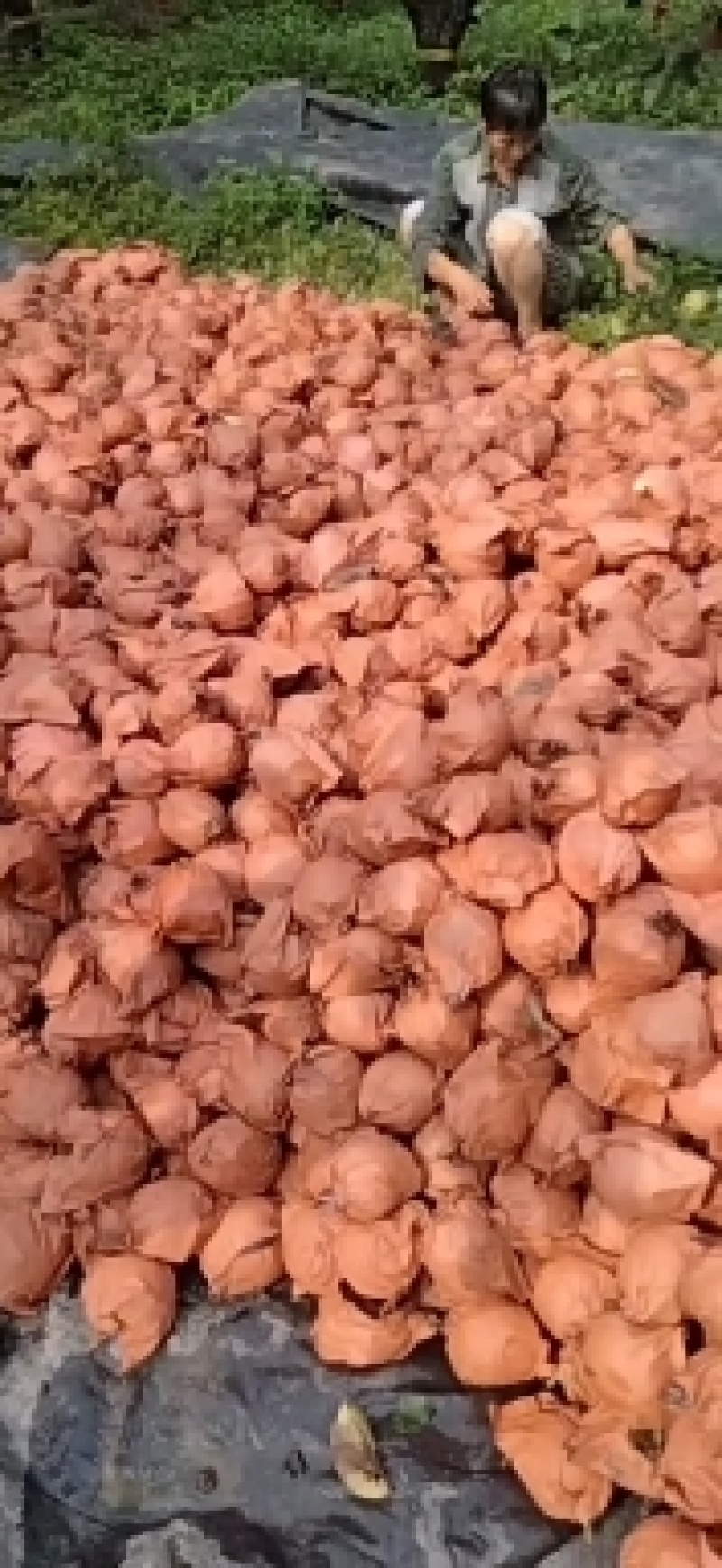清苑区皇冠梨，绿色食品，崩甜，拉一回想二回