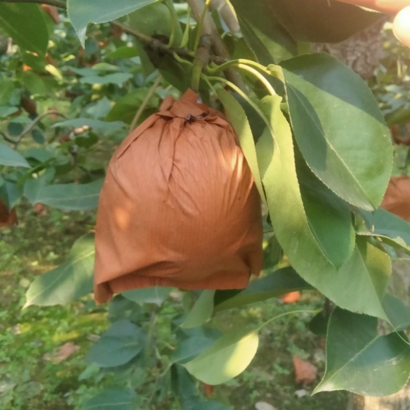 清苑区皇冠梨，绿色食品，崩甜，拉一回想二回