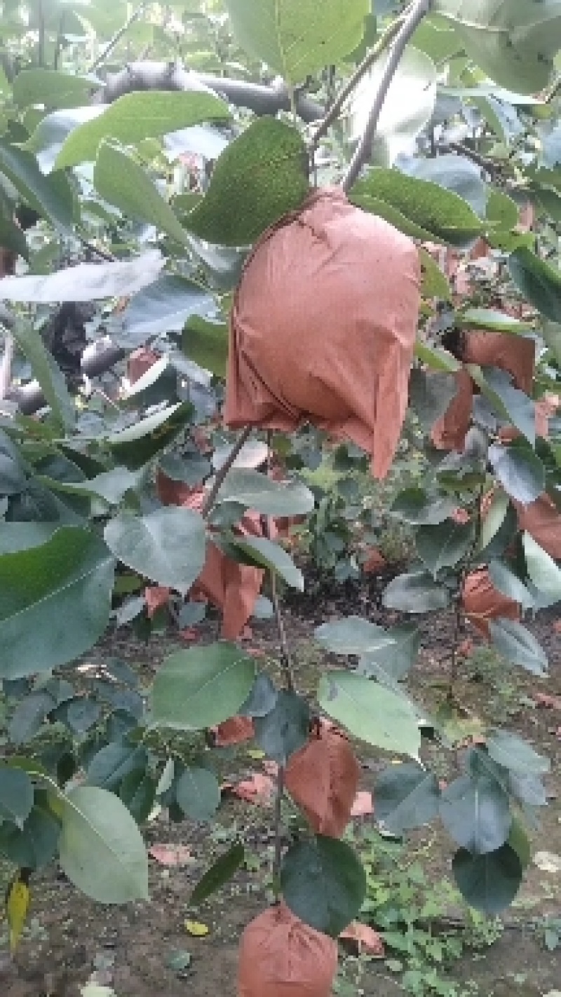 清苑区皇冠梨，绿色食品，崩甜，拉一回想二回
