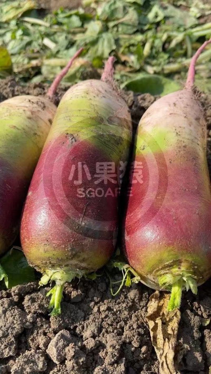 冰淇淋甜心萝卜种子生吃香甜脆爽肉质白里透紫红水果萝卜种孑