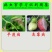 拜耳400克/升嘧霉胺黄瓜番茄灰霉病疫病农药杀菌剂