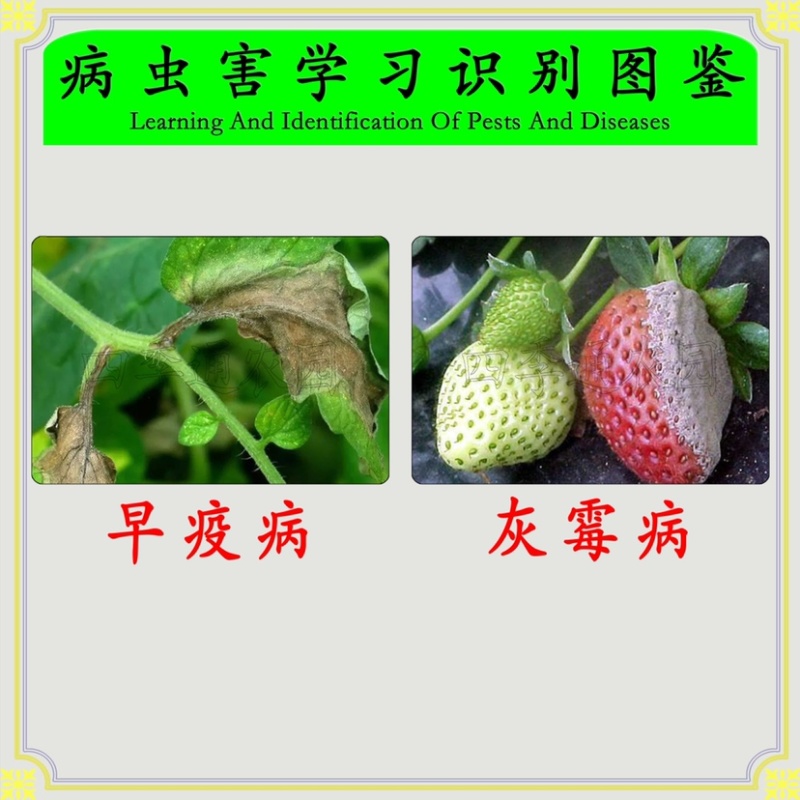 拜耳400克/升嘧霉胺黄瓜番茄灰霉病疫病农药杀菌剂