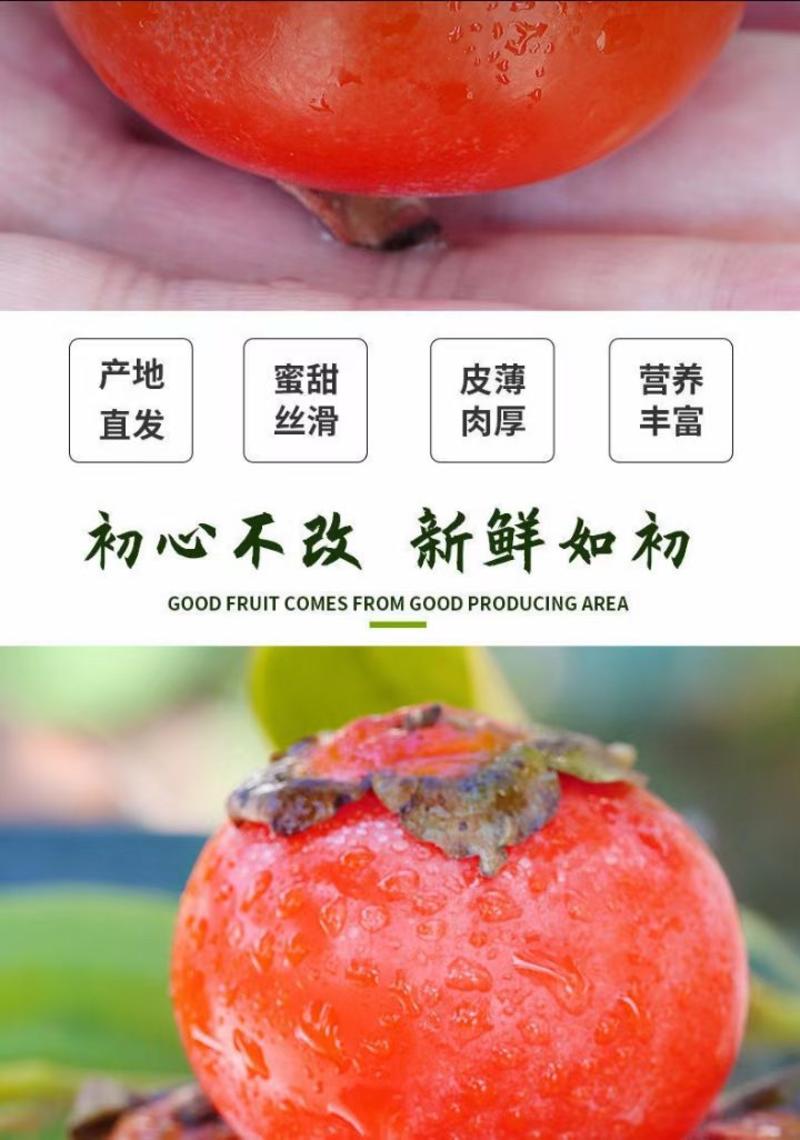 陕西大荔镰山七月黄优质水晶柿子