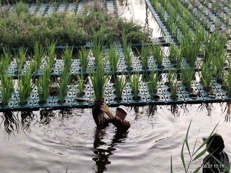 生态浮岛复合纤维湿地水生态综合治理消减污染物包施工包成活