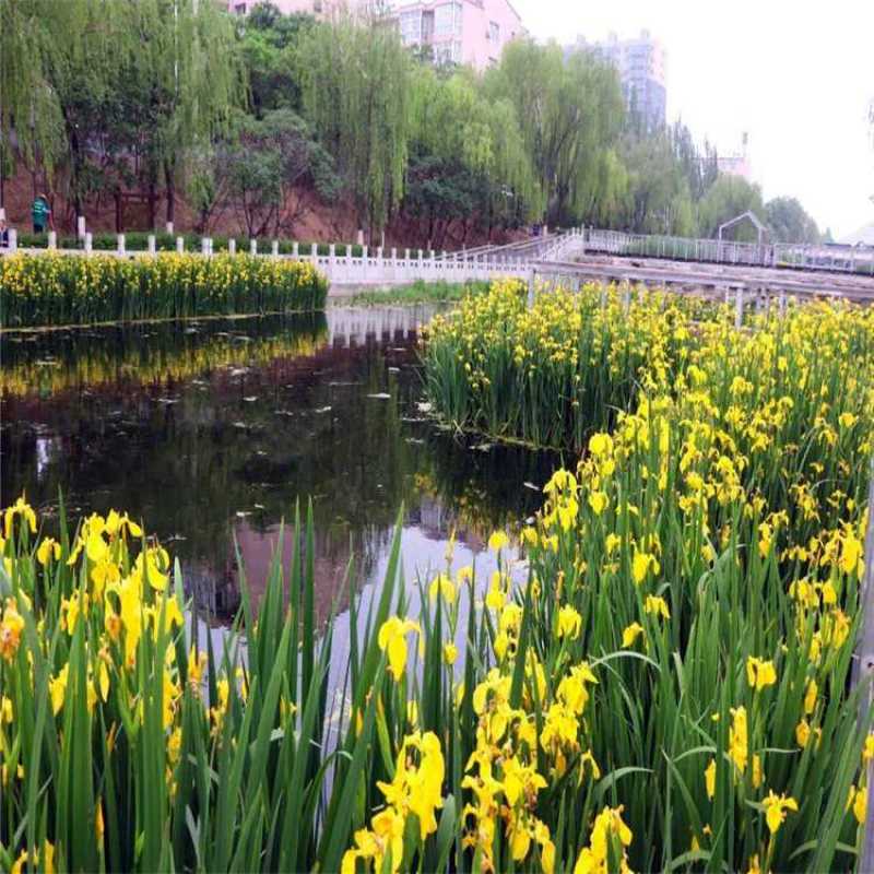 生态浮岛复合纤维湿地水生态综合治理消减污染物包施工包成活