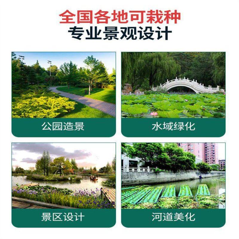 生态浮岛复合纤维湿地水生态综合治理消减污染物包施工包成活