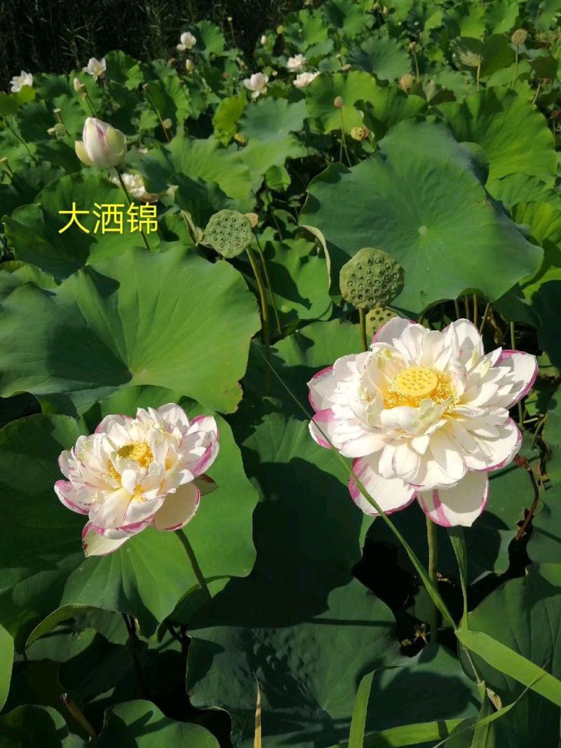 生态浮岛复合纤维湿地水生态综合治理消减污染物包施工包成活