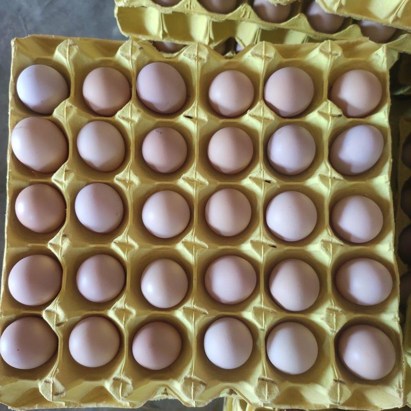 黑凤粉八新阳黑土鸡蛋，厂家一手货源，无抗双色，货源充足