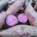 紫薯大量上市，支持电商一件代发，全国包邮