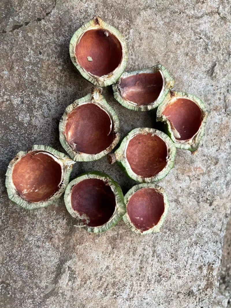 怕上火，就来点奥州坚果，又营养健康又美味