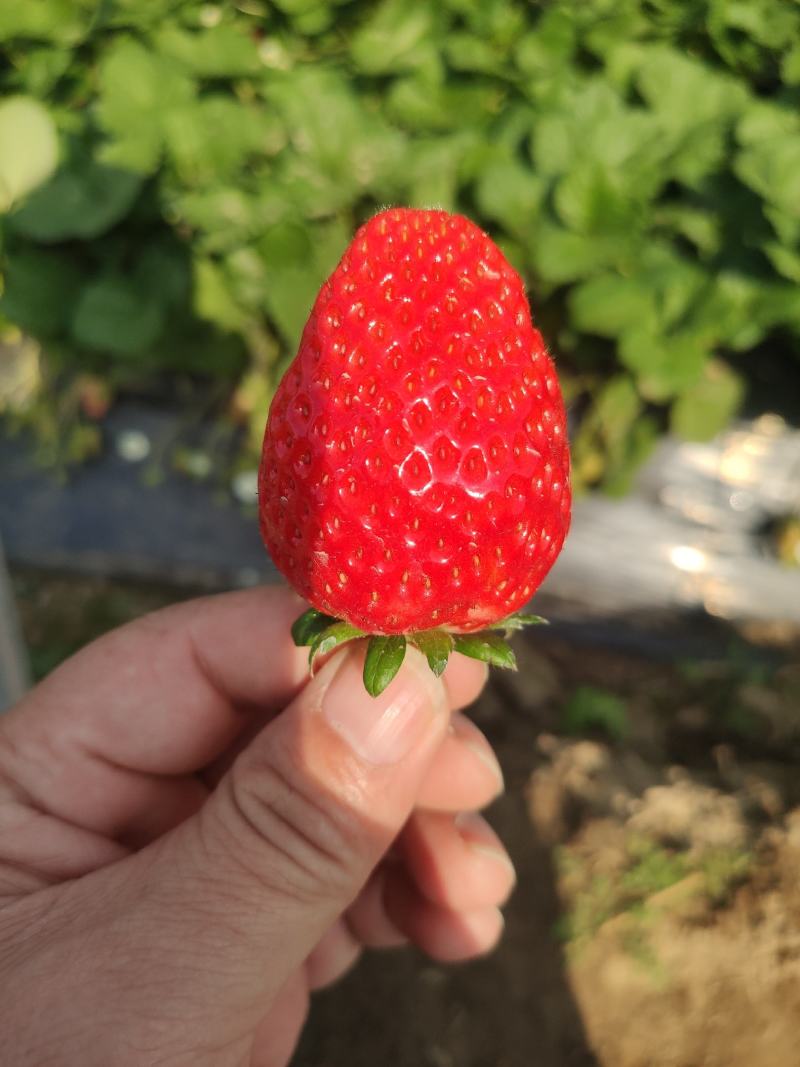 奶油草莓