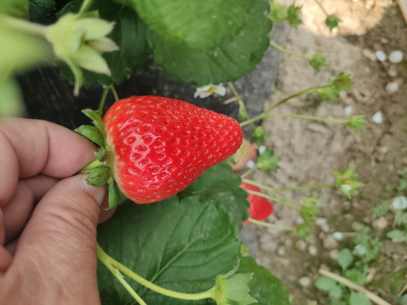 奶油草莓