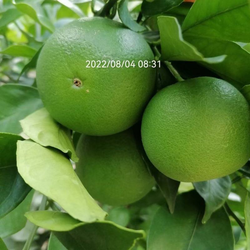 奉节脐橙原产地发货量大从优一手货品质有保障