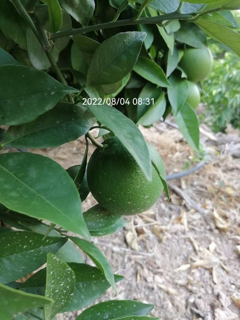 奉节脐橙原产地发货量大从优一手货品质有保障
