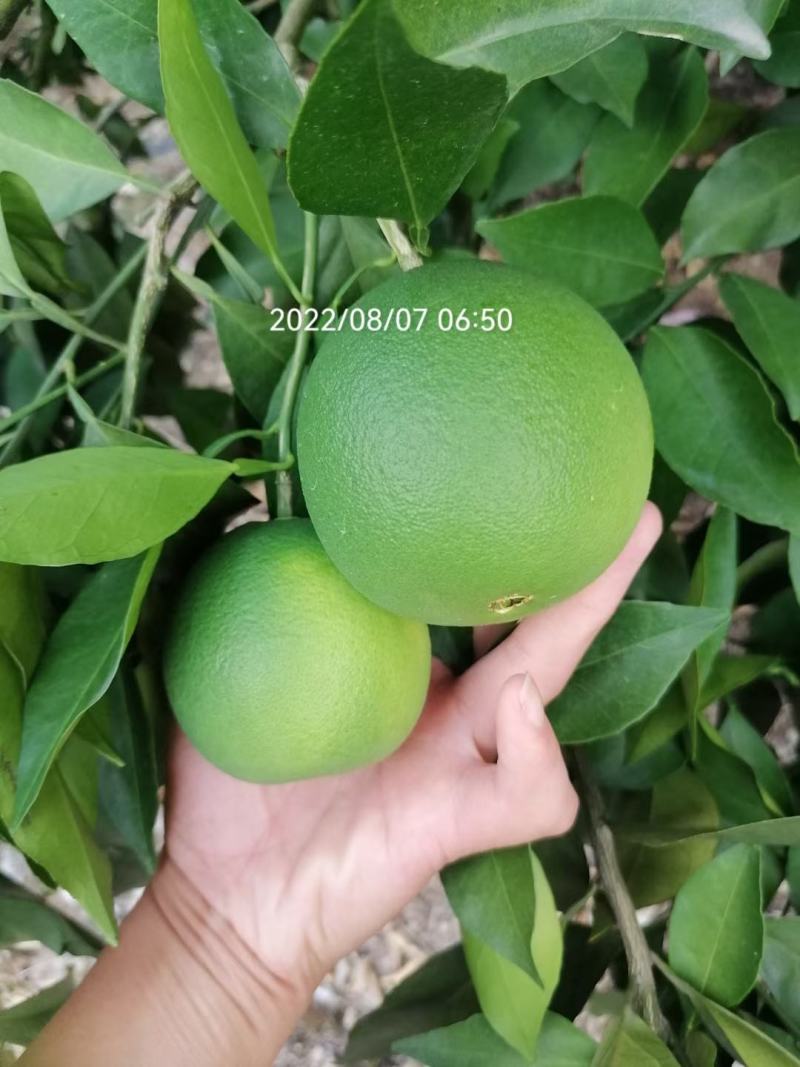 奉节脐橙原产地发货量大从优一手货品质有保障