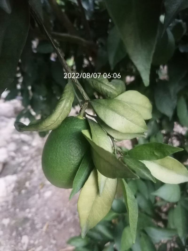 奉节脐橙原产地发货量大从优一手货品质有保障