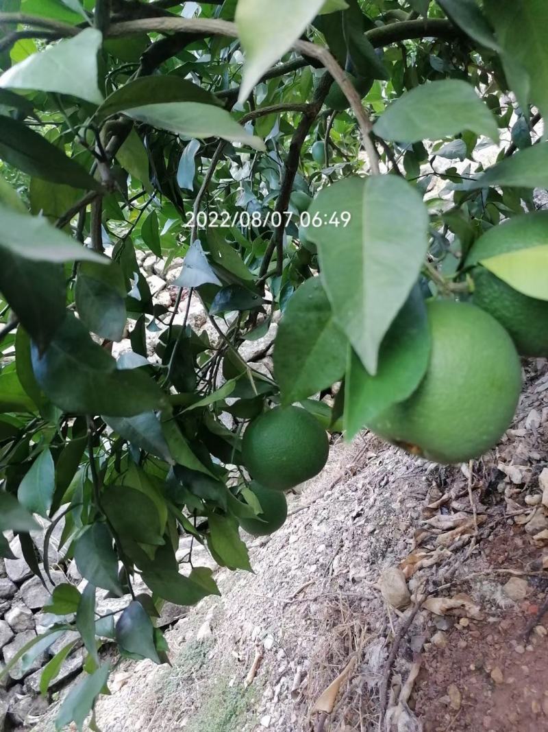 奉节脐橙原产地发货量大从优一手货品质有保障