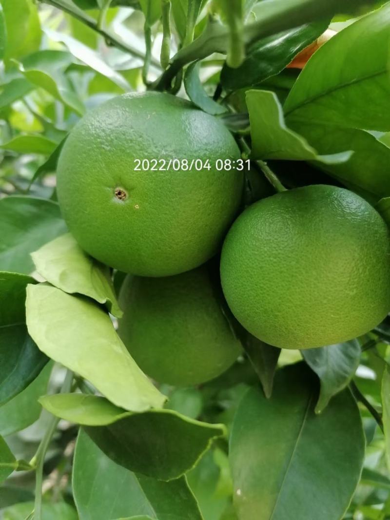 奉节脐橙原产地发货量大从优一手货品质有保障
