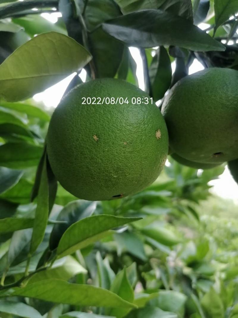 奉节脐橙原产地发货量大从优一手货品质有保障