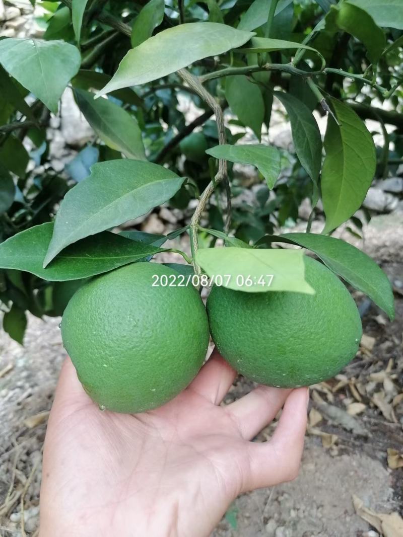 奉节脐橙原产地发货量大从优一手货品质有保障