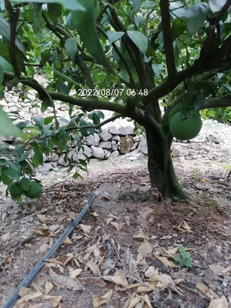 奉节脐橙原产地发货量大从优一手货品质有保障