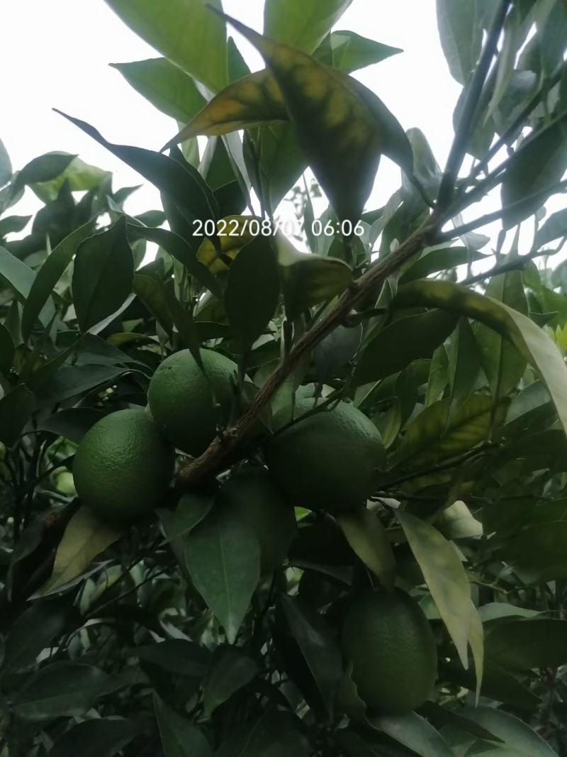 奉节脐橙原产地发货量大从优一手货品质有保障