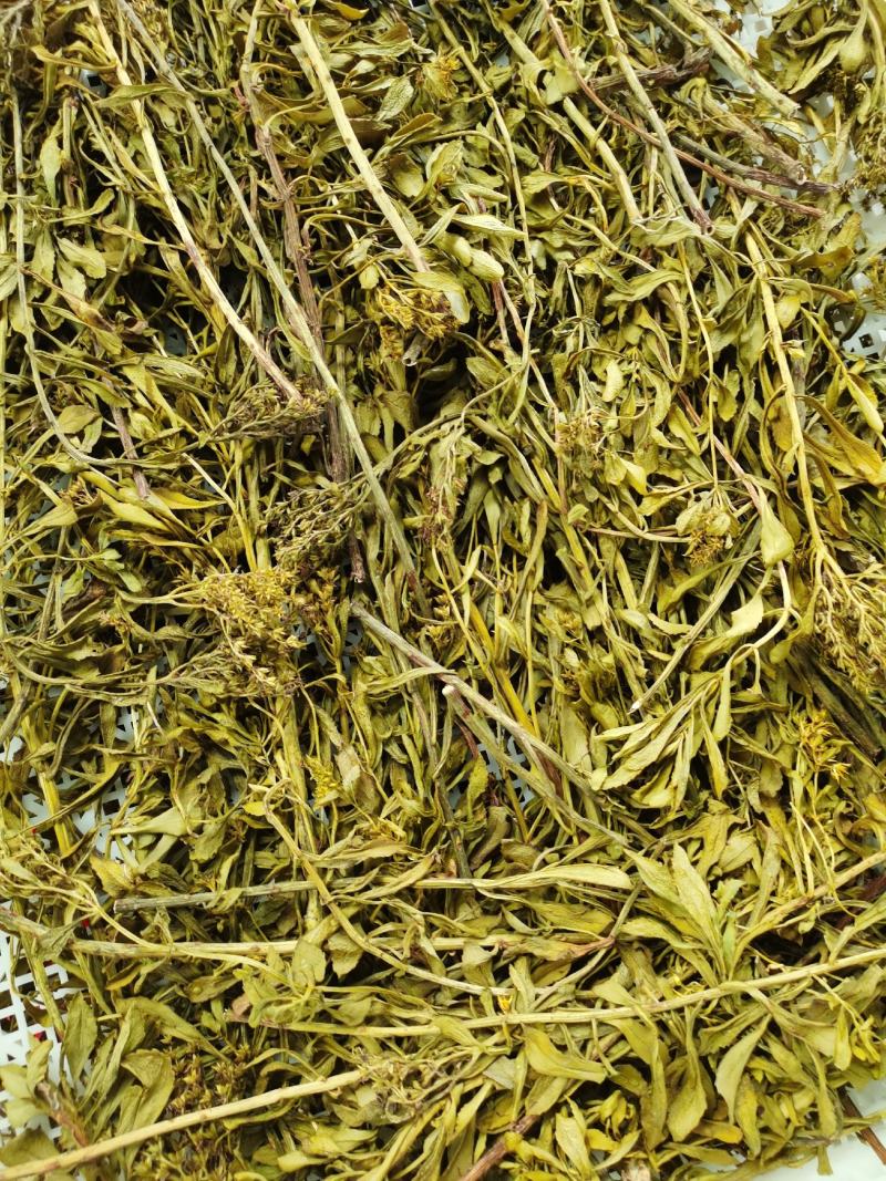 景天三七