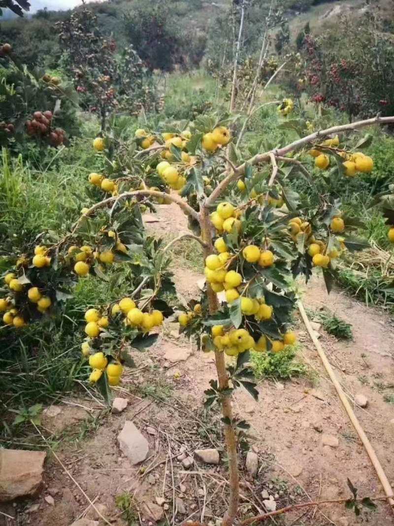 黄山楂苗黄金豆甜山楂树苗嫁接黄如意山楂苗阿尔泰山楂包邮