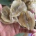 甜金线鱼干，一手货源，大厂加工，适合烧烤，即食等用途