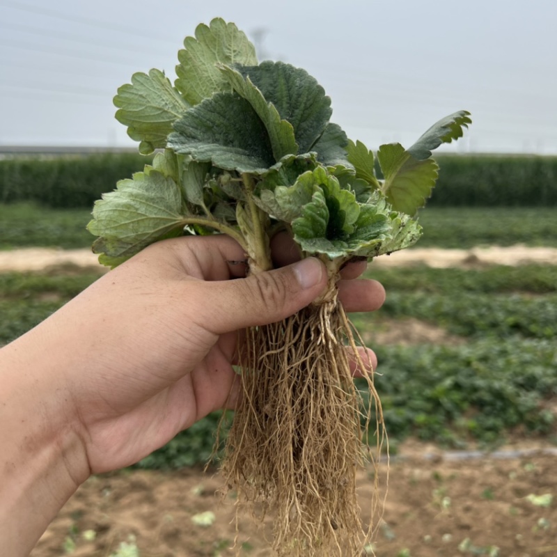 妙香七号草莓苗脱毒隋珠草莓苗法兰地甜查理黔莓一号草莓苗