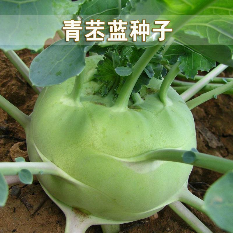 正宗青苤蓝种子水果绿苤兰球茎甘蓝种子薄皮新品超大易种四季