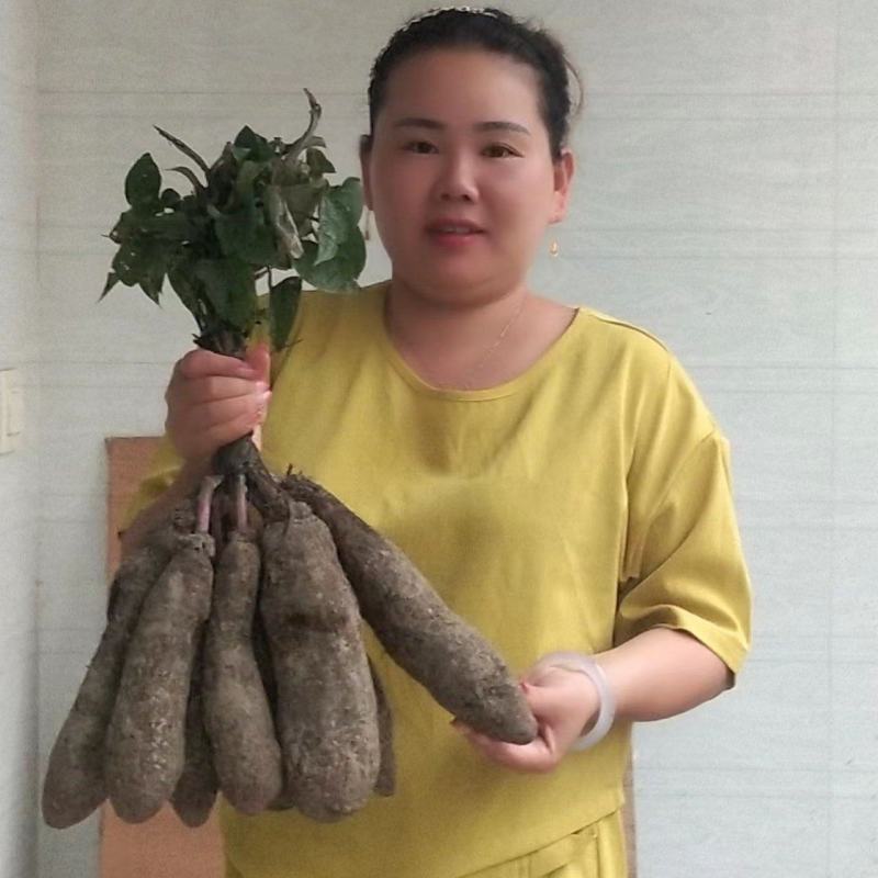 江西安远紫山药紫薯，脚板薯，现挖现发货