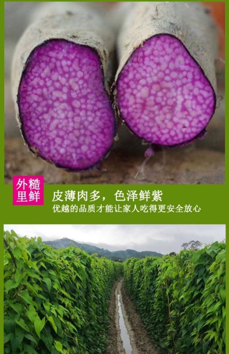 江西安远紫山药紫薯，脚板薯，现挖现发货
