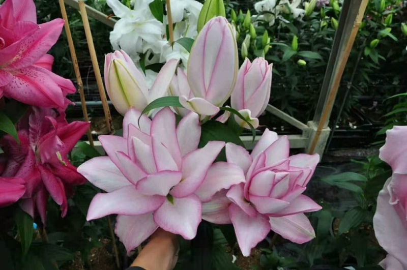 冰美人重瓣百合，以其白色粉边独特的魅力，美伦美奂，富贵高雅