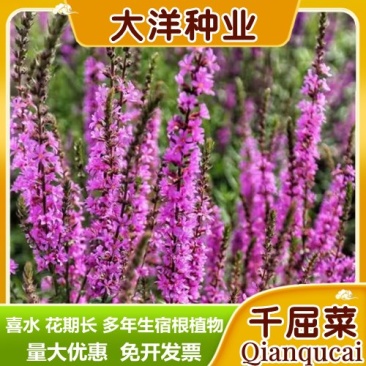 千屈菜种子水生宿根花卉水柳种子景观花卉四季易种耐寒