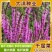 千屈菜种子水生宿根花卉水柳种子景观花卉四季易种耐寒