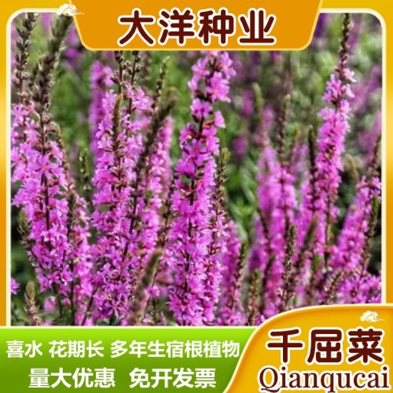 千屈菜种子水生宿根花卉水柳种子景观花卉四季易种耐寒