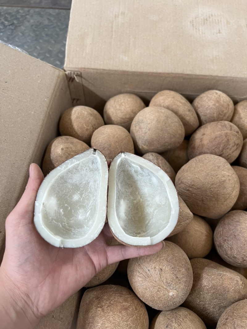 广东大椰皇印度皇干椰皇干椰子餐饮专用干椰子煲鸡海南大椰皇