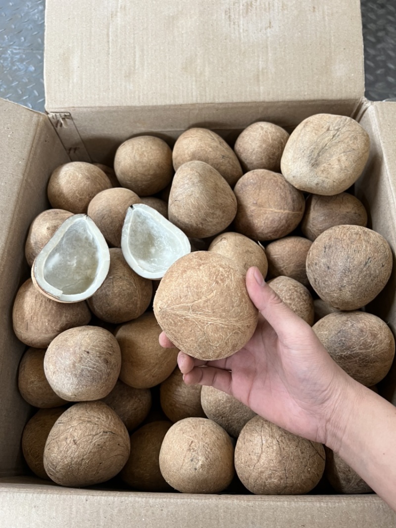 广东大椰皇印度皇干椰皇干椰子餐饮专用干椰子煲鸡海南大椰皇