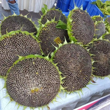 贵州鲜葵花