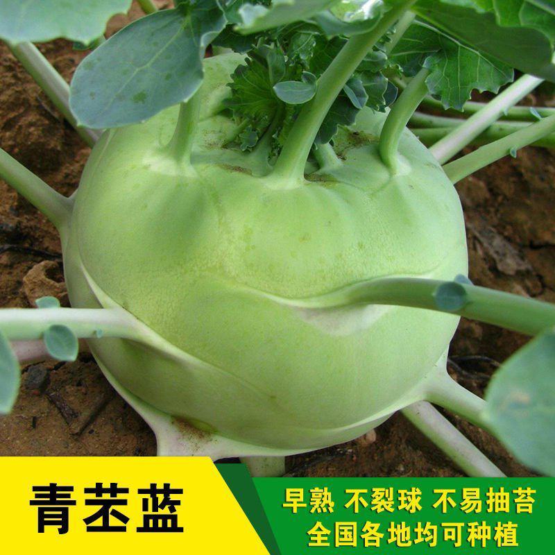 青苤兰种子白苤蓝种子高产农家蔬菜种籽芥兰头菜疙瘩菜种籽