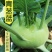 青苤兰种子白苤蓝种子高产农家蔬菜种籽芥兰头菜疙瘩菜种籽