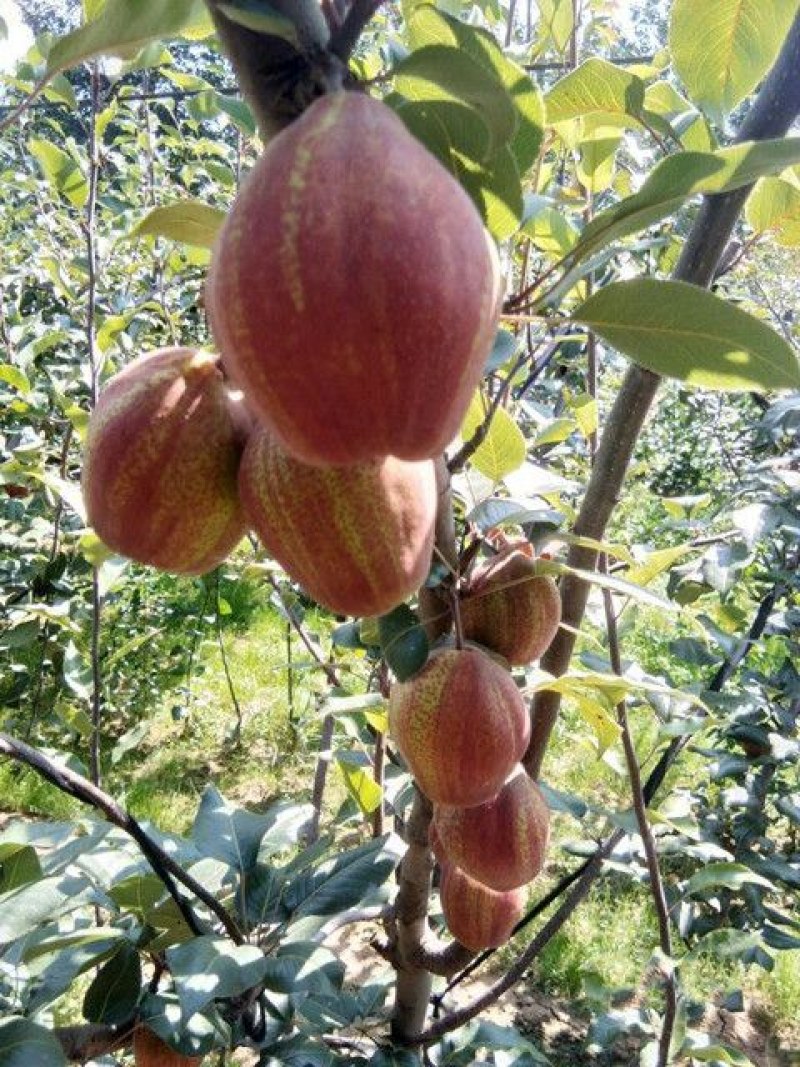 早酥红梨树苗嫁接彩虹梨苗红皮香梨苗南北方种植基地包邮价