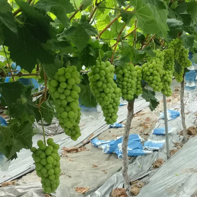 阳光玫瑰